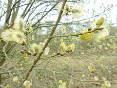 Salix caprea