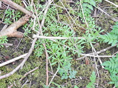 Galium aparine