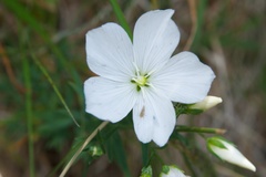 Linum monogynum monogynum