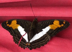 Adelpha capucinus