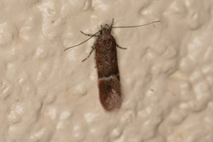 Eudactylota iobapta