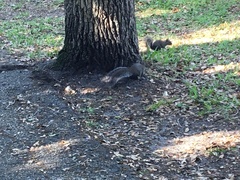 Sciurus carolinensis