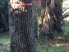 Sciurus carolinensis