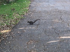 Sciurus carolinensis