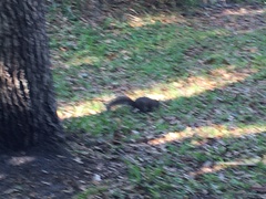 Sciurus carolinensis