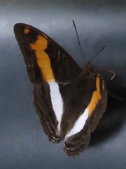 Adelpha jordani