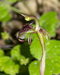 Chiloglottis curviclavia