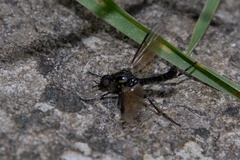 Dilophus nigrostigma