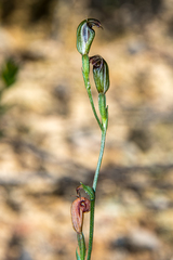 Pterostylis antennifera
