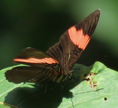 Adelpha lycorias