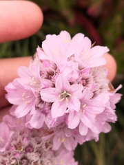 Armeria welwitschii