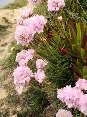 Armeria welwitschii