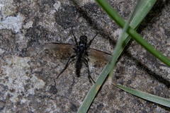 Dilophus nigrostigma