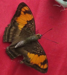 Adelpha mesentina