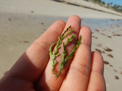 Halimedaceae