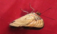 Adelpha mesentina