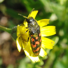 Acmaeodera pulchra
