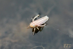 Plesiommata mollicula