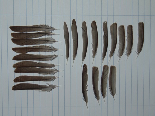 Plume de Accenteur mouchet