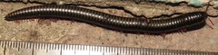 Odontopygidae