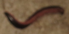 Odontopygidae