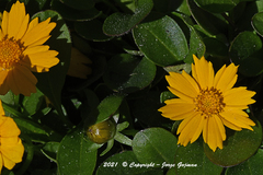 Coreopsis auriculata