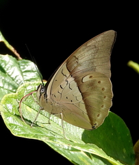 Archaeoprepona amphimachus