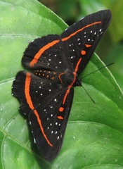 Amarynthis meneria