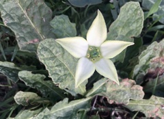 Jaborosa runcinata