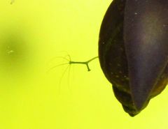 Hydra viridissima