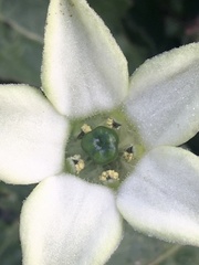 Jaborosa runcinata