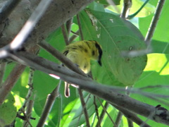Todirostrum chrysocrotaphum