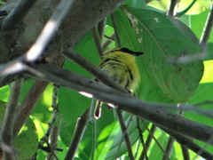 Todirostrum chrysocrotaphum