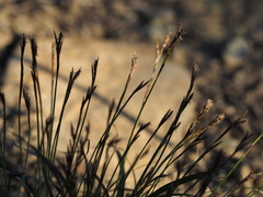 Carex digitata