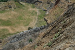 Pachystegia insignis