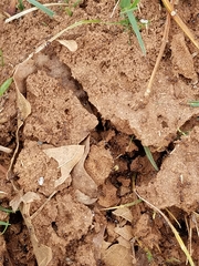 Solenopsis saevissima