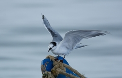 Sterna hirundo