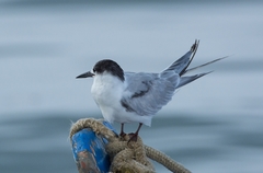 Sterna hirundo