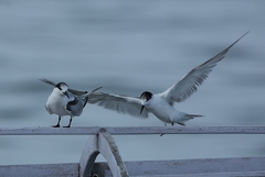 Sterna hirundo