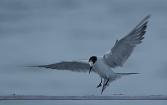Sterna hirundo