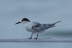 Sterna hirundo