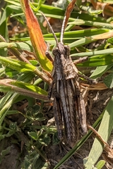 Eumigus