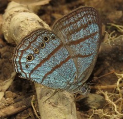Caeruleuptychia twalela