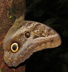Caligo idomeneus