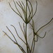 Fragile Stonewort - Photo (c) Ricky Taylor, some rights reserved (CC BY-NC), uploaded by Ricky Taylor