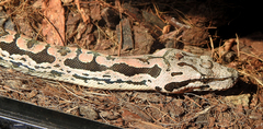 Acrantophis dumerili