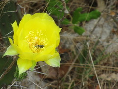 Lithurgopsis gibbosa