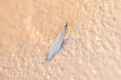 Eufernaldia cadarellus