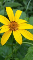Heliopsis helianthoides