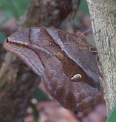 Eryphanis automedon